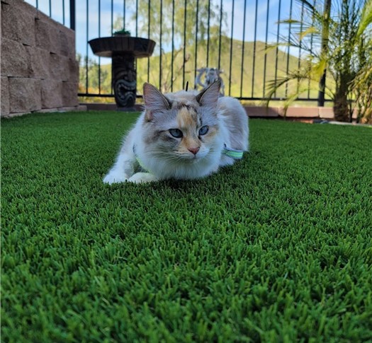 Pet Odor Treatment, Los Angeles Artificial Grass Cleaning