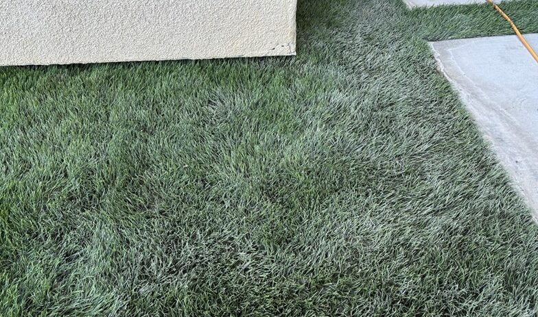 Deep Turf Cleaning , After