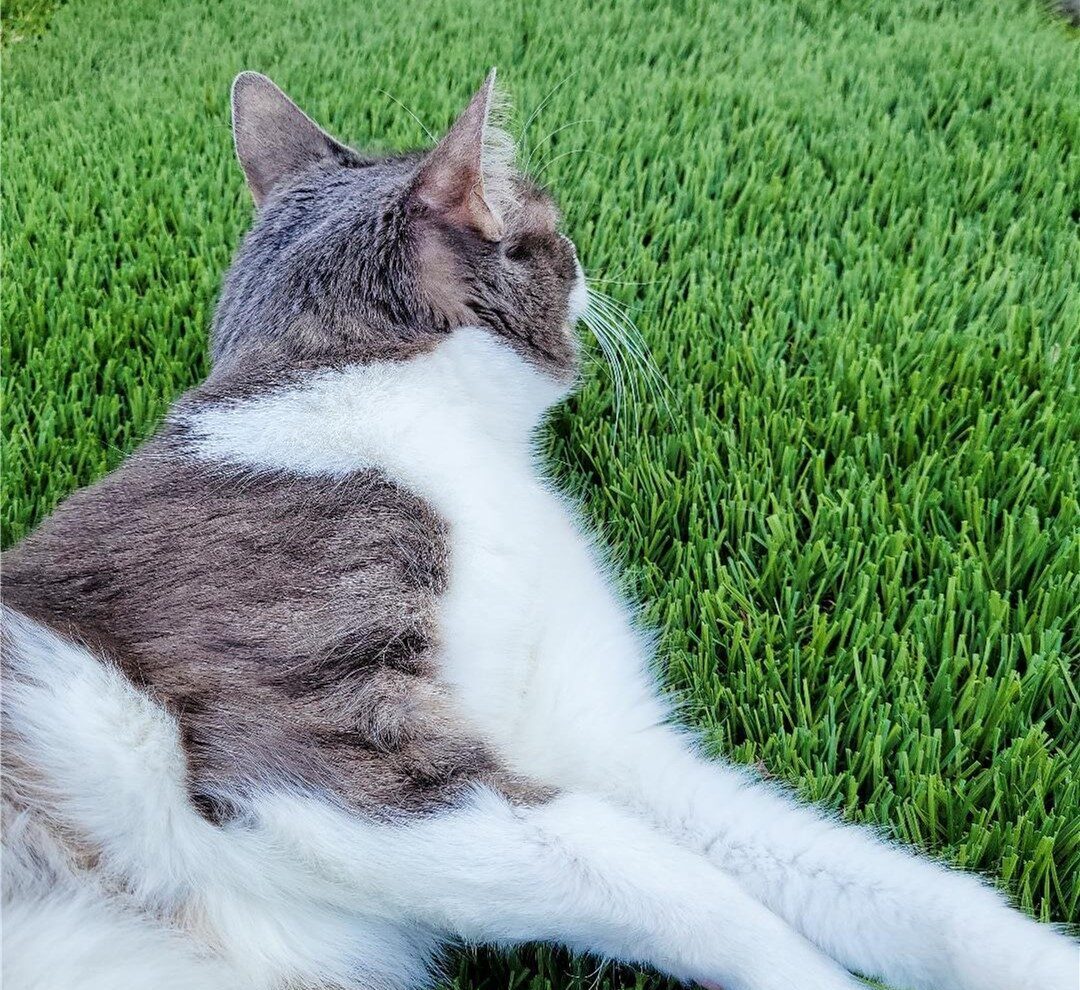 Pet Odor Treatment, Los Angeles Artificial Grass Cleaning