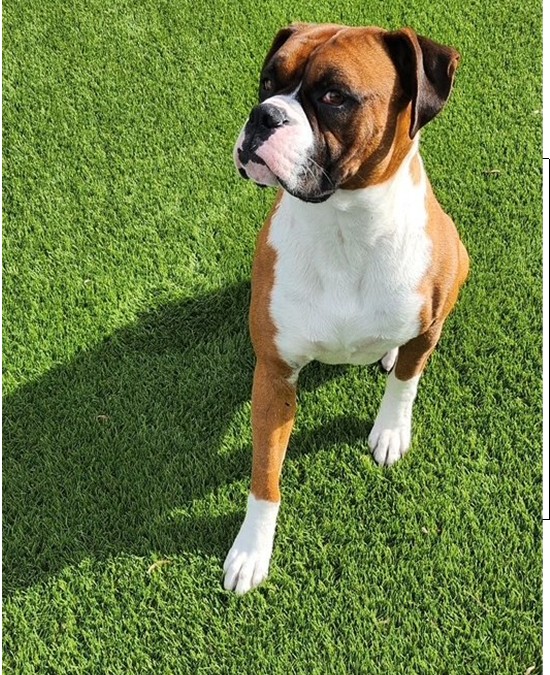 Pet Odor Removal – Tyson