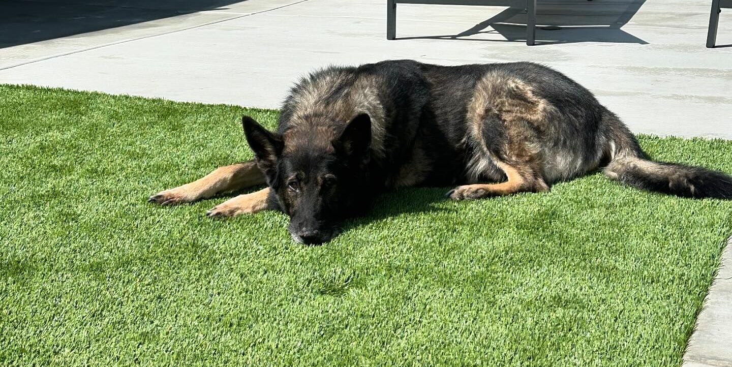 Artificial Grass Repairs, Los Angeles Artificial Grass Cleaning
