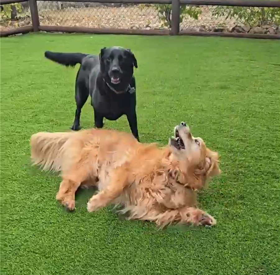 Los Angeles Artificial Grass Cleaning & Odor Removal Service