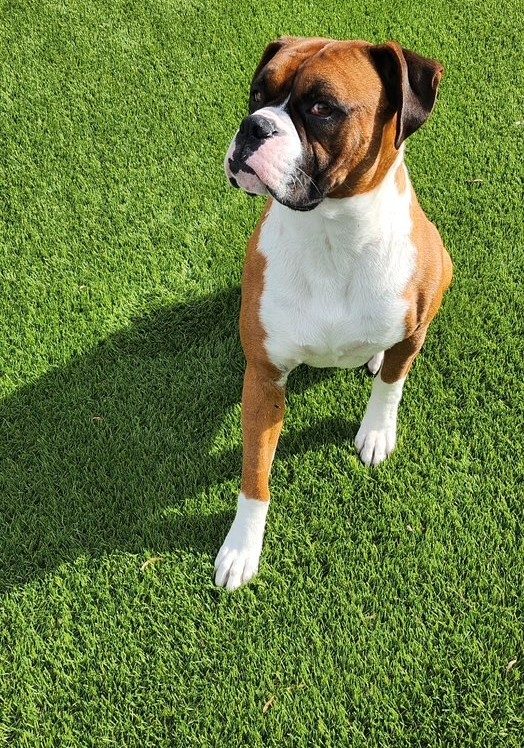 Los Angeles Artificial Grass Cleaning & Odor Removal Service